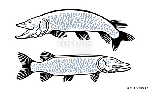 500x304 Muskie Fish Stock Image And Royalty Free Vector On Fotolia