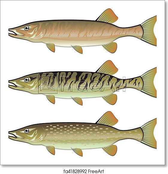 561x581 Free Art Print Of Musky Tiger Musky And Northern Pike Vector