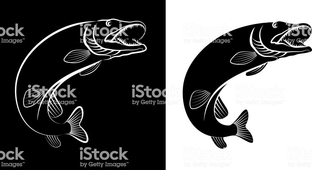 1024x558 Huge Collection Of 'muskie Silhouette' Download More Than