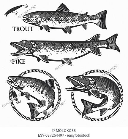 431x470 Illustration Pike Muskie Stock Photos And Images Age Fotostock