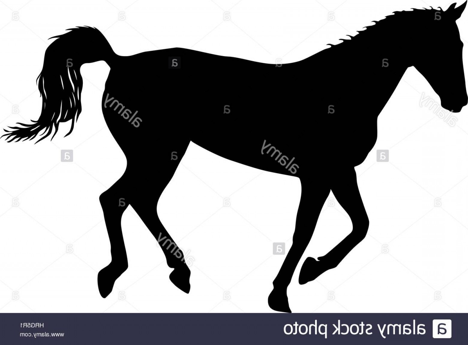 Stock Photo Silhouette Of Black Mustang Horse Vector Illustration 1560x1150 Stock Photo Silhouette Of Black Mustang Horse Vector Illustration