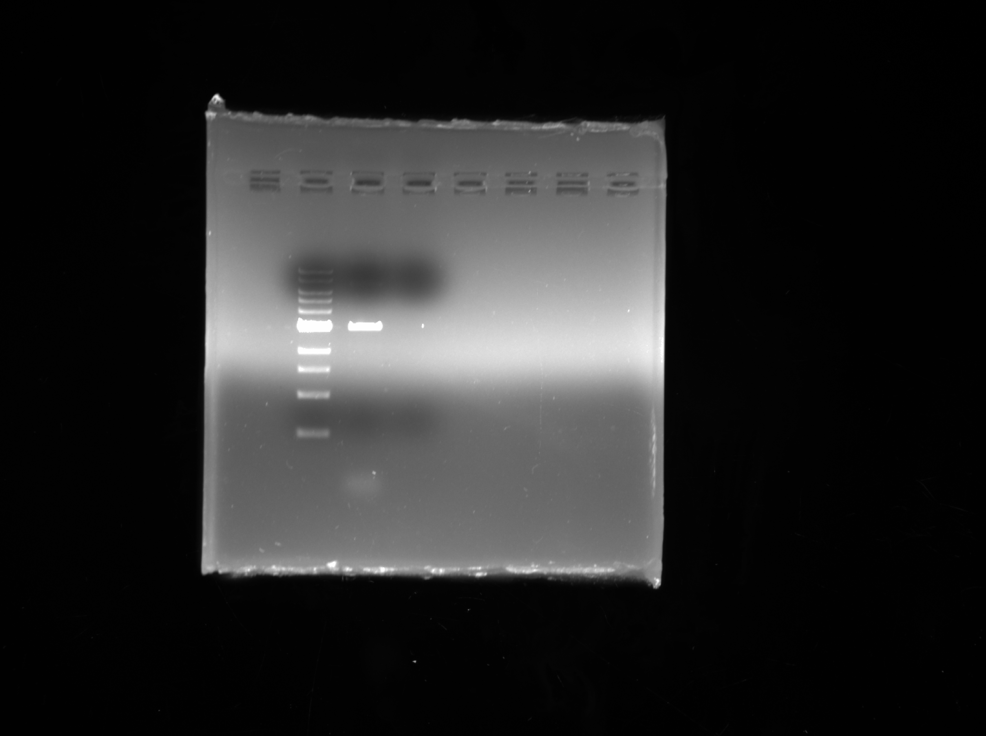 During Double Digestion Of My Vector My Vector Is Getting Digested 3161x2362 During Double Digestion Of My Vector My Vector Is Getting Digested