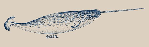 624x200 Narwhal Free Vector Art
