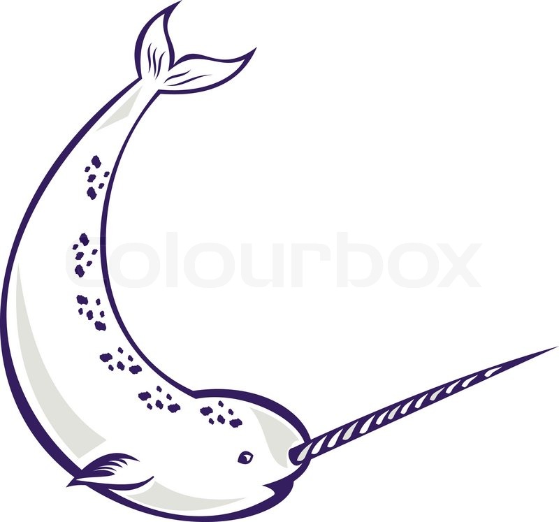 800x747 Narwhal Monodon Monoceros Unicorn Stock Vector Colourbox