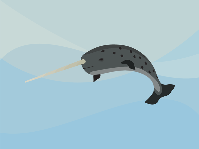 800x600 Narwhal