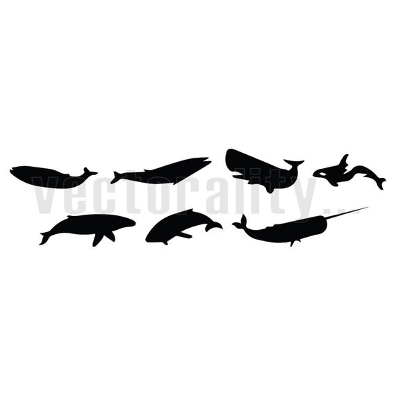 570x570 Whales Killer Humpback Blue Sperm Narwhal Vector Art Etsy