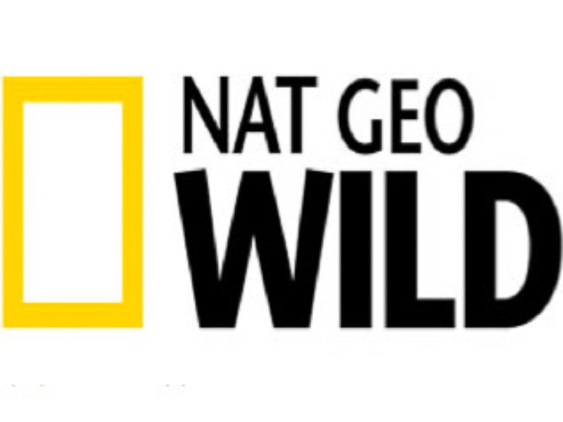 National Geographic Logo Vector at Vectorified.com | Collection of