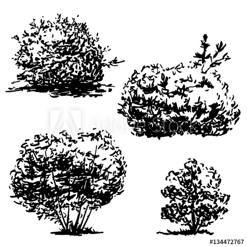 500x500 Set Of Four Hand Drawn Bushes Sketch, Black Nature Flora