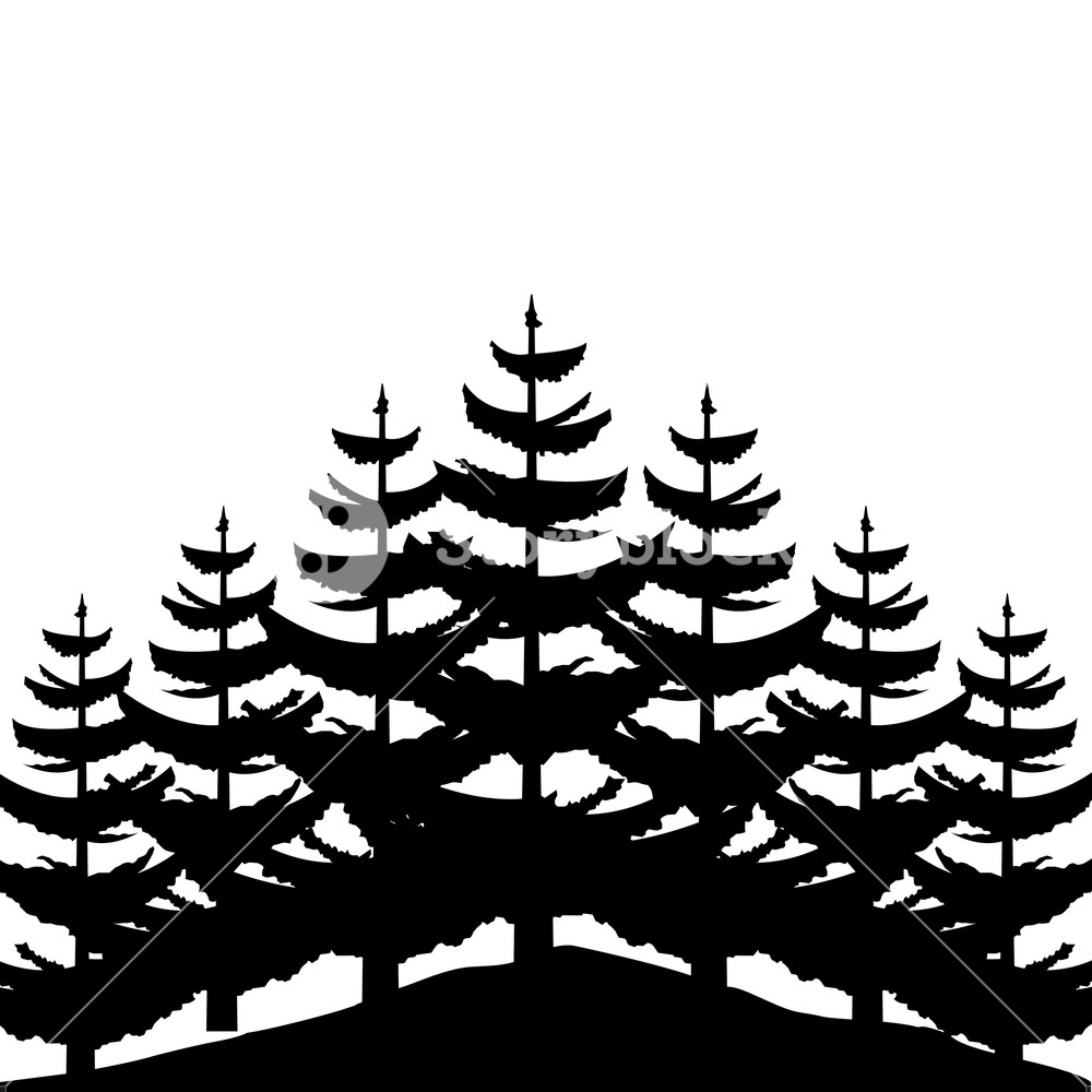 1000x1000 Silhouette Pine Trees Nature Landscape Background Vector