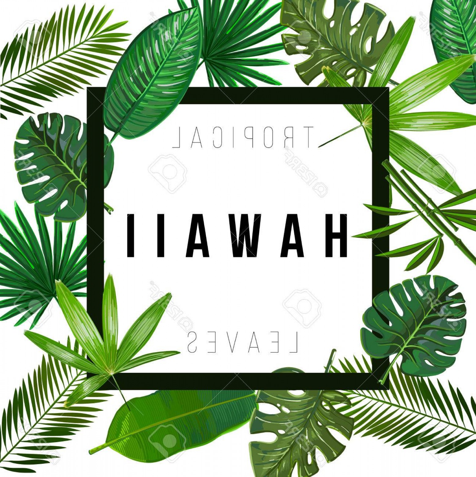 1558x1560 Photostock Vector Tropical Leaves On White Background