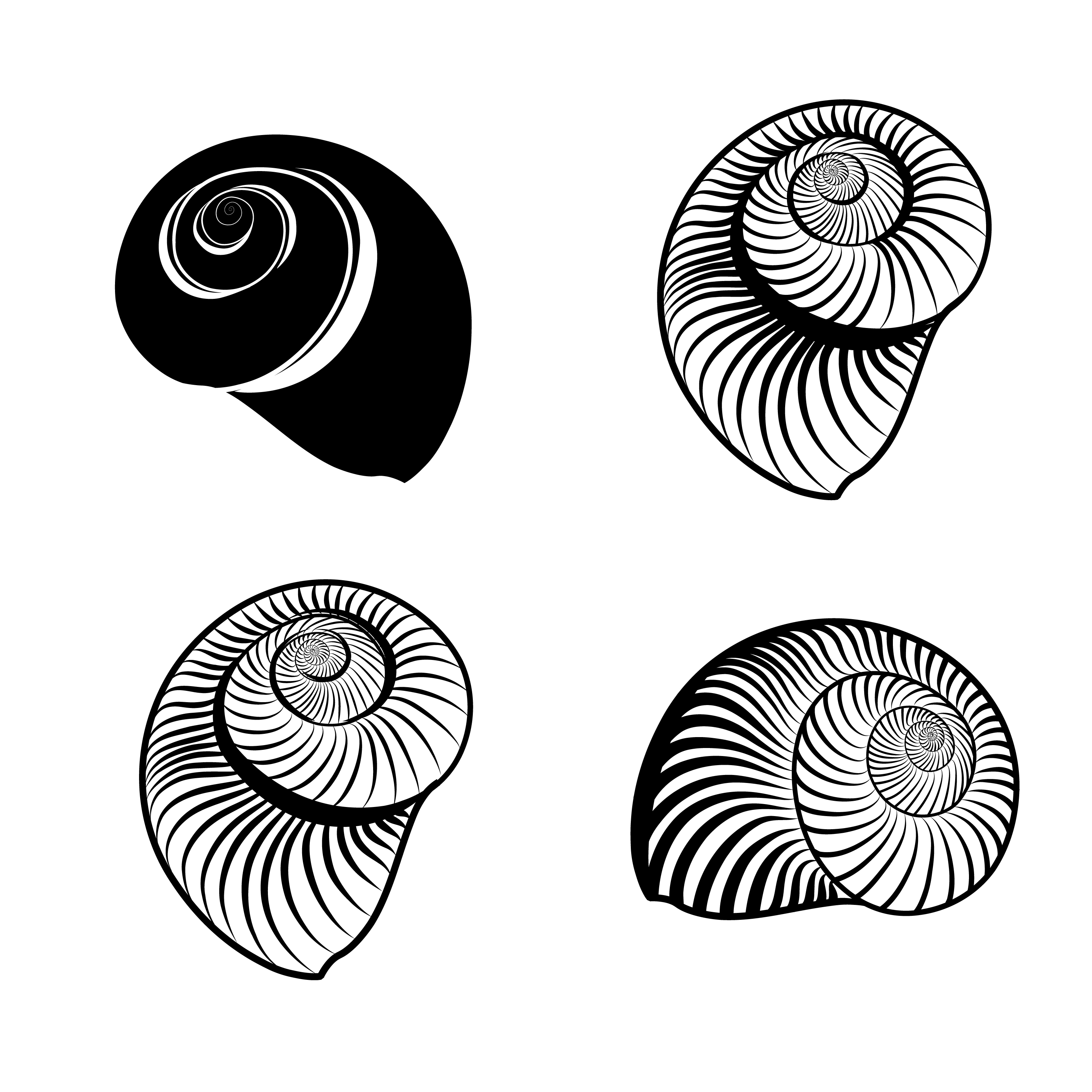 3000x3000 Nautilus Shell Free Vector Art