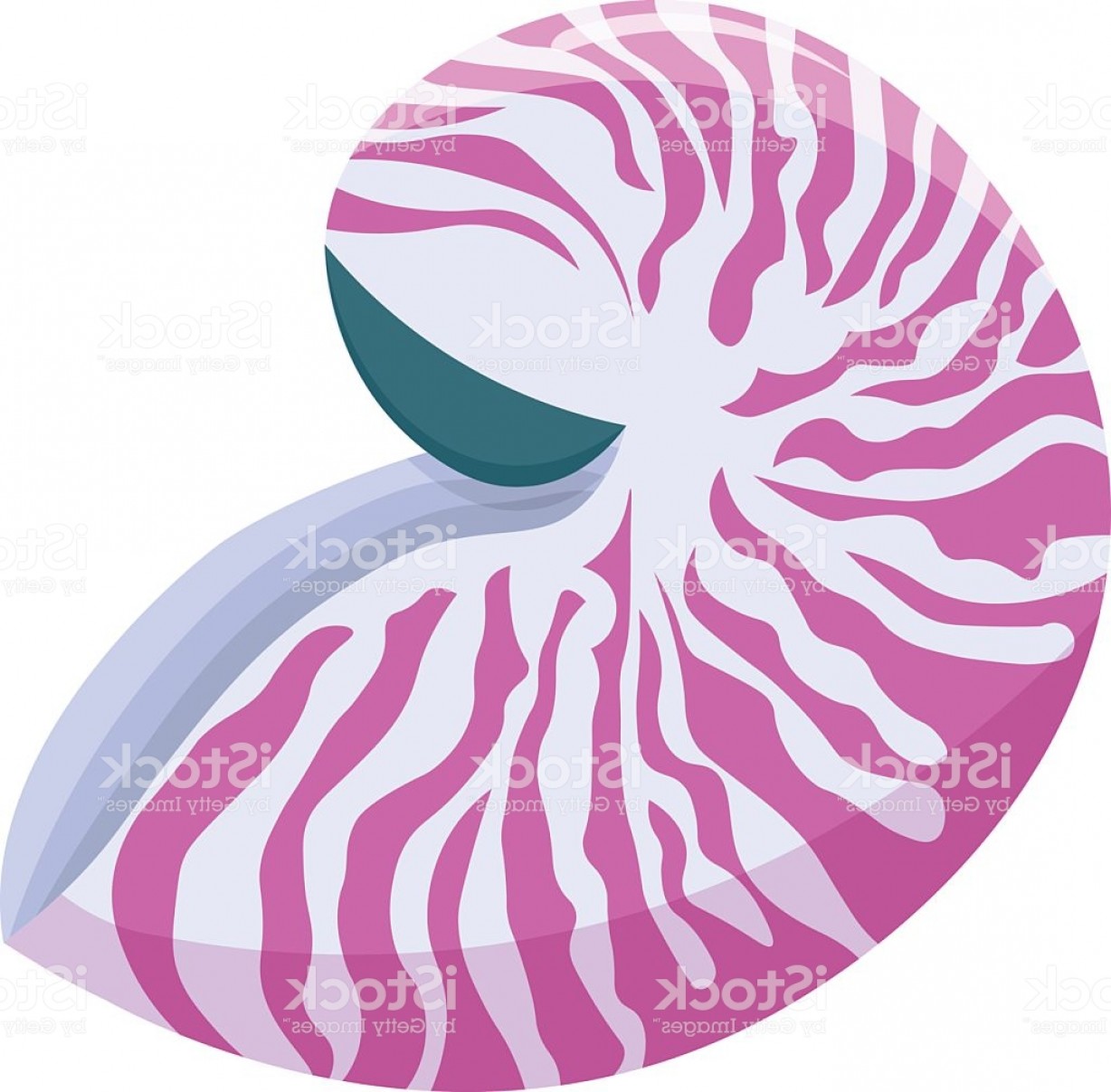 1228x1207 Nautilus Vector Soidergi
