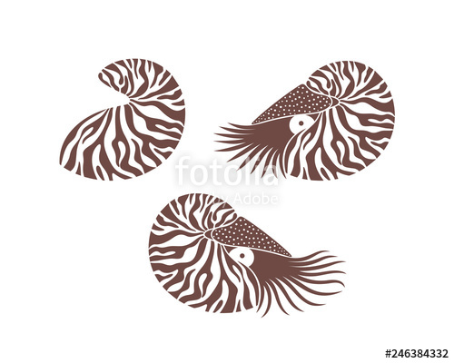 500x400 Nautilus Shell Isolated Nautilus On White Background Stock Image