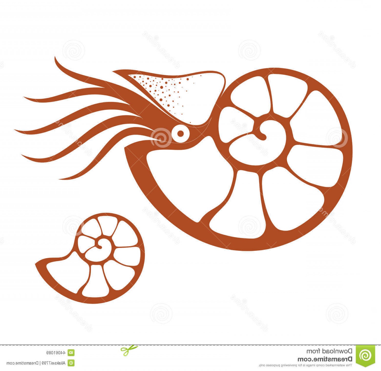 1560x1519 Stock Illustration Nautilus Isolated Objects White Background