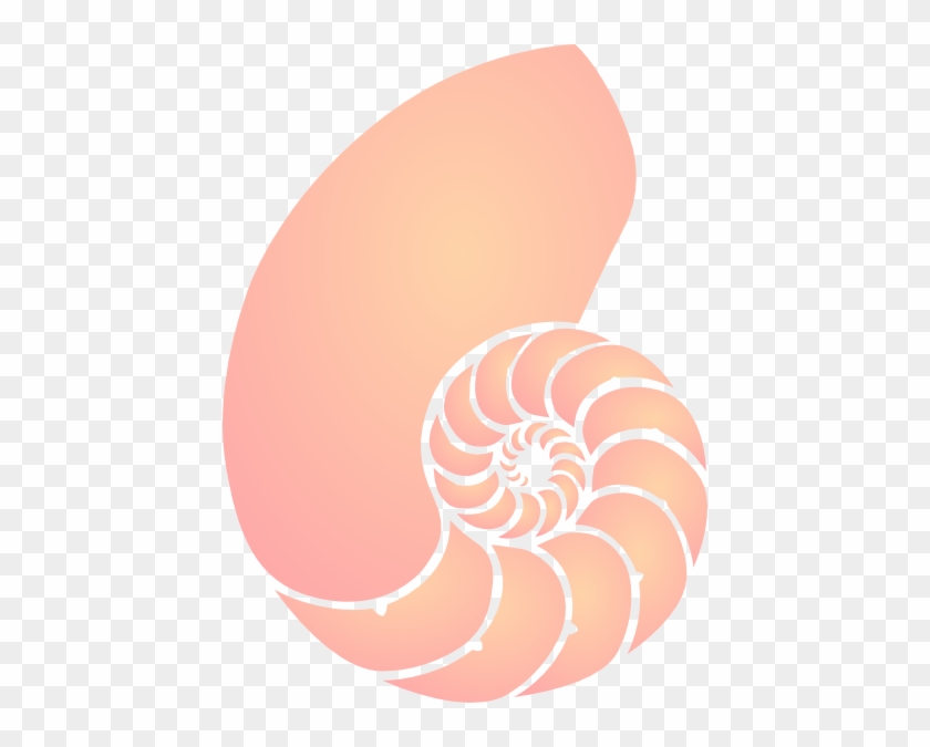 840x675 Coral Nautilus Shell Clip Art At Clker Com Vector Clip