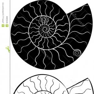 300x300 Nautilus Shell Pattern Background Geometric Shape Vector