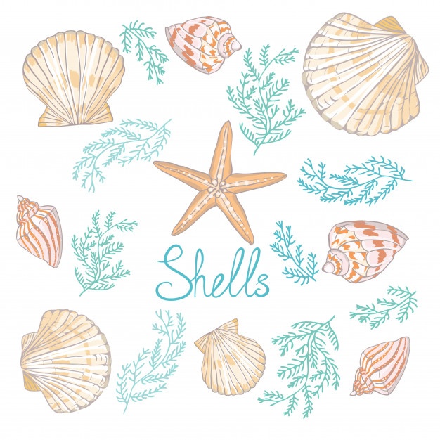 626x626 Nautilus Shell Vectors, Photos And Free Download