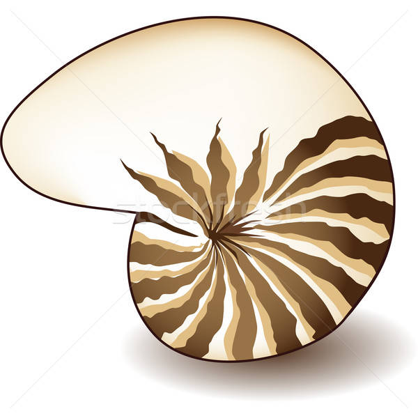 600x600 Nautilus Shell Vector Illustration John Takai
