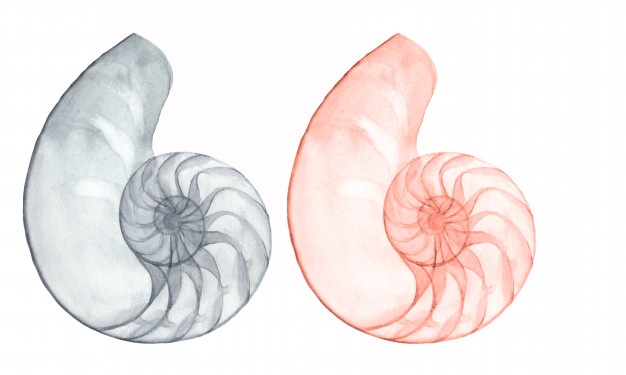 626x375 Nautilus Vectors, Photos And Free Download