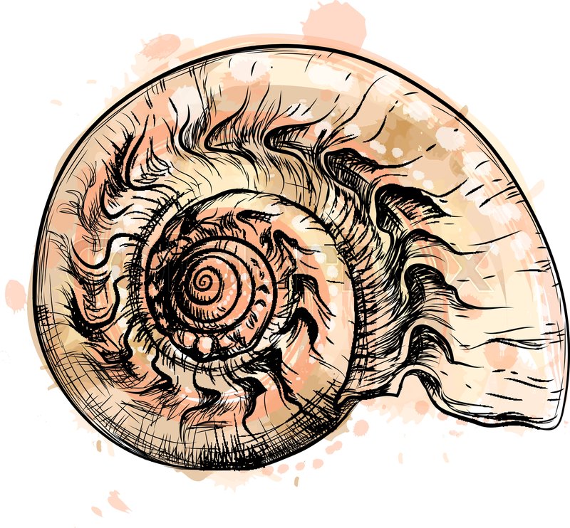 800x742 Nautilus Shell Section From A Splash Stock Vector Colourbox