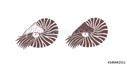 500x259 Nautilus Shell Isolated Nautilus On White Background