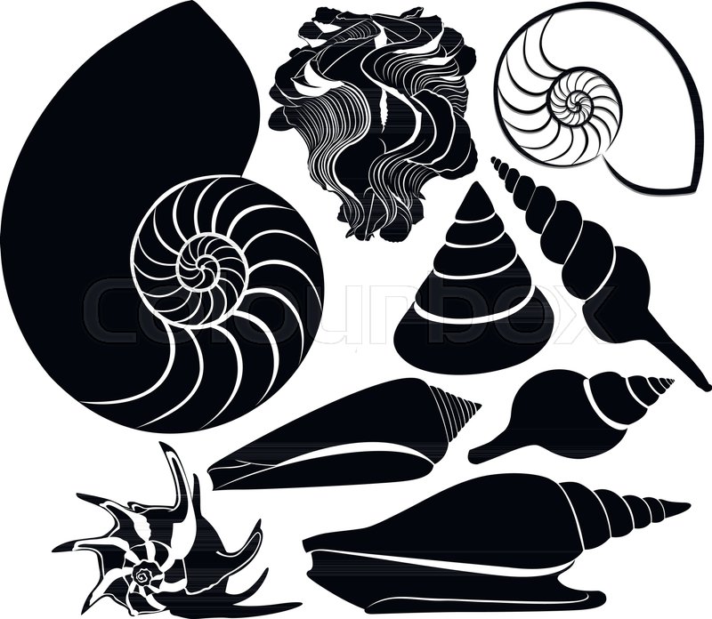 800x696 Sea Shell Vector Silhouette Stock Vector Colourbox