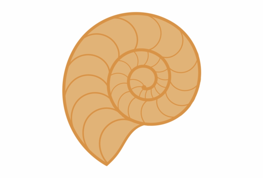 920x626 Shells Vector Png