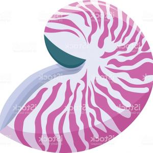 300x300 Stock Illustration Nautilus Shell Vector Empty Image Studiogrfx