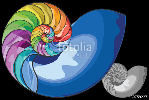 500x334 Colorful Nautilus Shell Vector Stock Image And Royalty Free