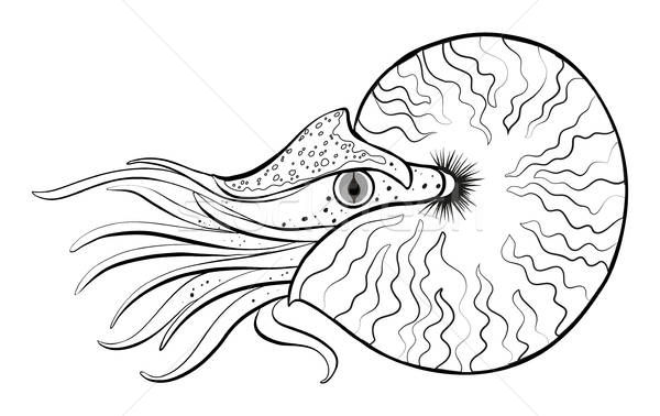 600x378 Doodle Animal For Nautilus Vector Illustration Matthew Cole