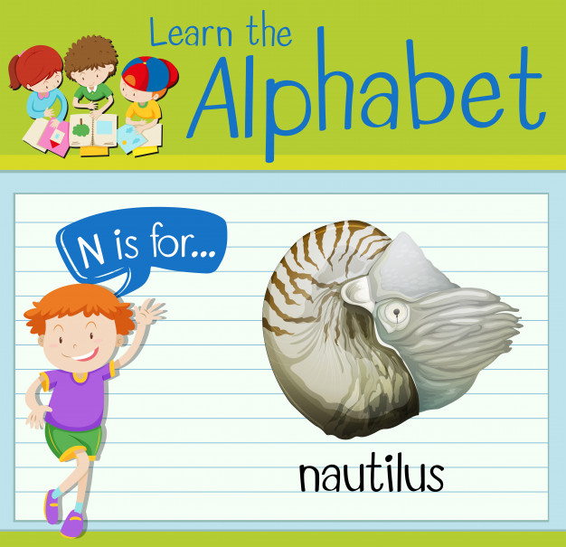 626x605 Flashcard Letter N Is For Nautilus Vector Premium Download