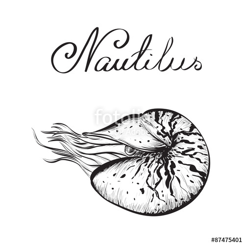 500x500 Nautilus, Vector Illustration Isolated On White Background Stock