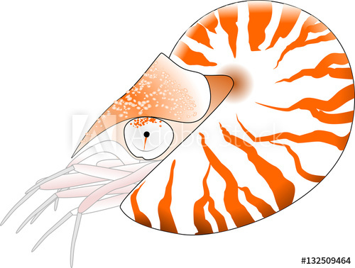 500x378 Nautilus