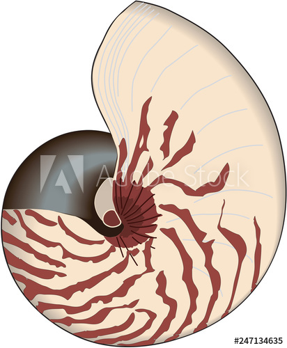 412x500 Nautilus Shell Vector Illustration