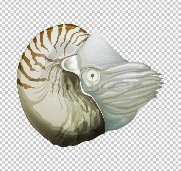 600x566 Nautilus Stock Vectors, Illustrations And Cliparts Stockfresh