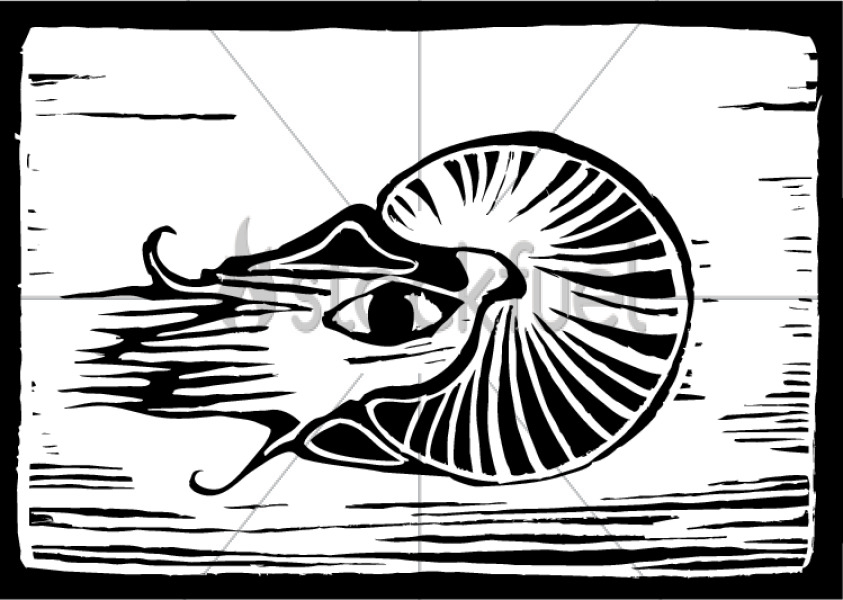 843x600 Nautilus Vector Graphics Stockfuel
