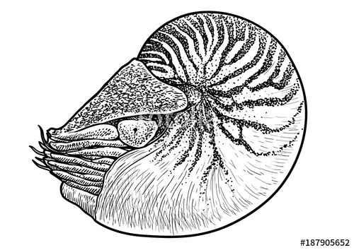 500x354 Nautilus Shell Illustration, Drawing, Engraving, Ink, Line Art