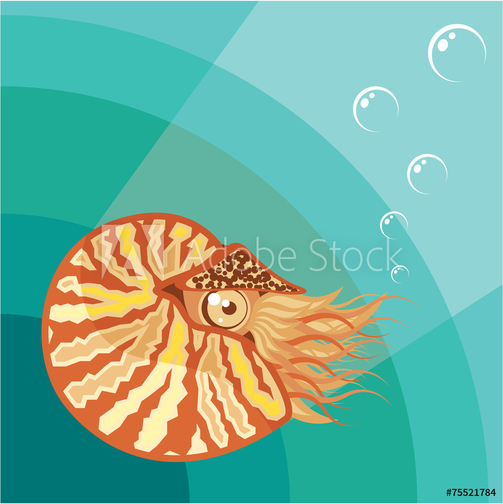 998x1000 Photo Art Print Nautilus Vector Europosters