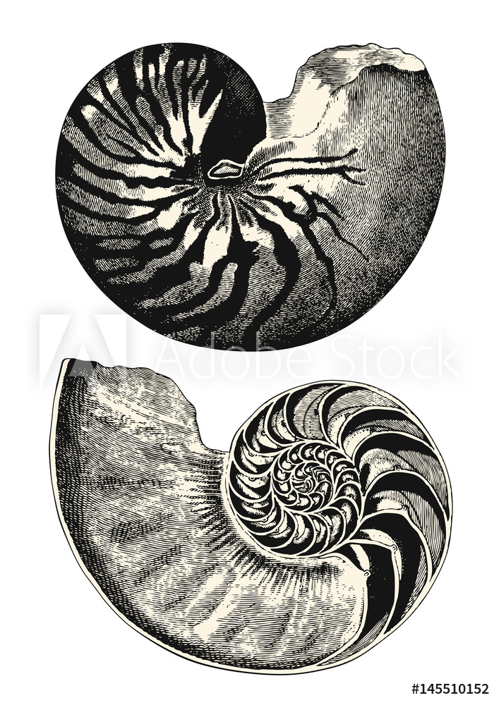 707x1000 Photo Art Print Vintage Animal Engraving Drawing Nautilus