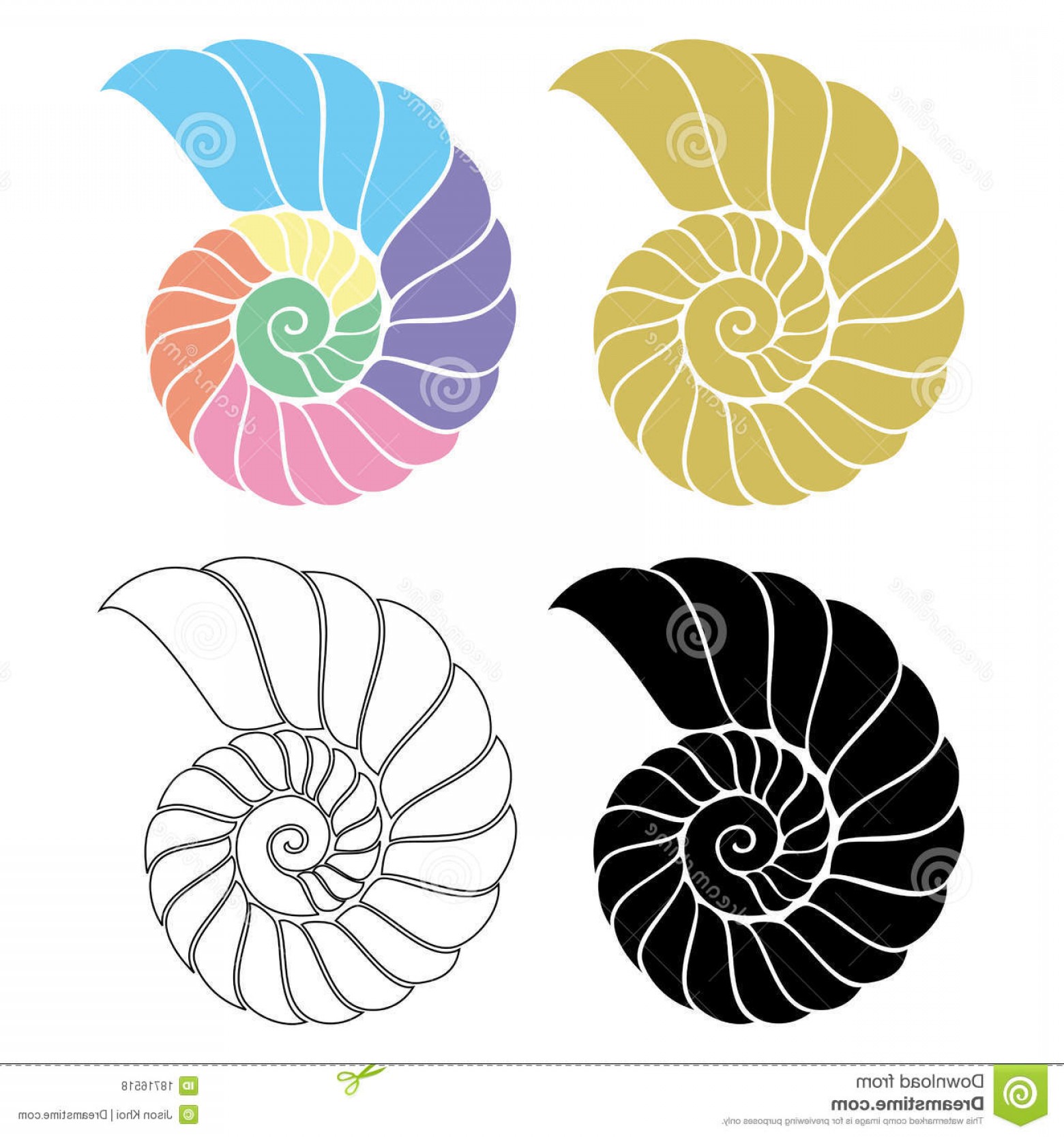 1560x1668 Royalty Free Stock Photos Seashell Nautilus Image Soidergi