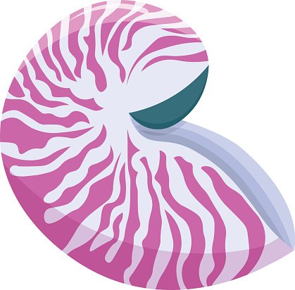 419x412 Sea Shell Nautilus Vector Illustration Isolated On White