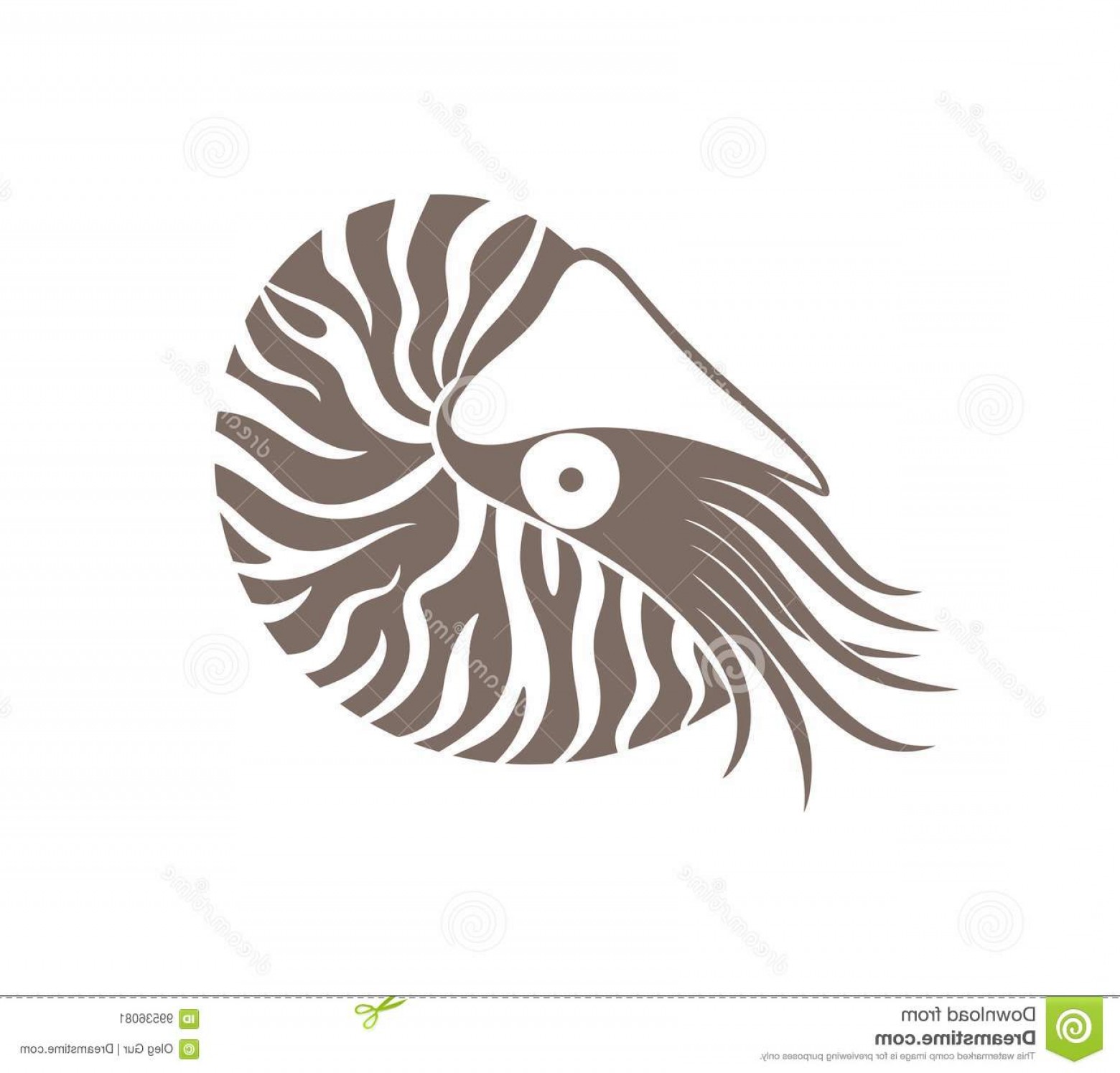 1560x1495 Stock Illustration Nautilus Sea Life Vector Illustration Image