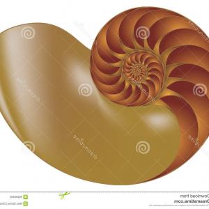 300x300 Stock Illustration Nautilus Shell Vector Empty Image Studiogrfx