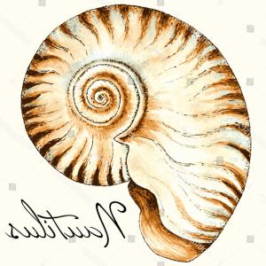 300x300 Vector Nautilus Sea Shell Design Hand Studiogrfx