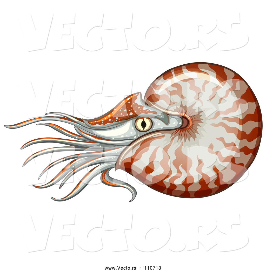 1024x1044 Vector Of Swimming Nautilus
