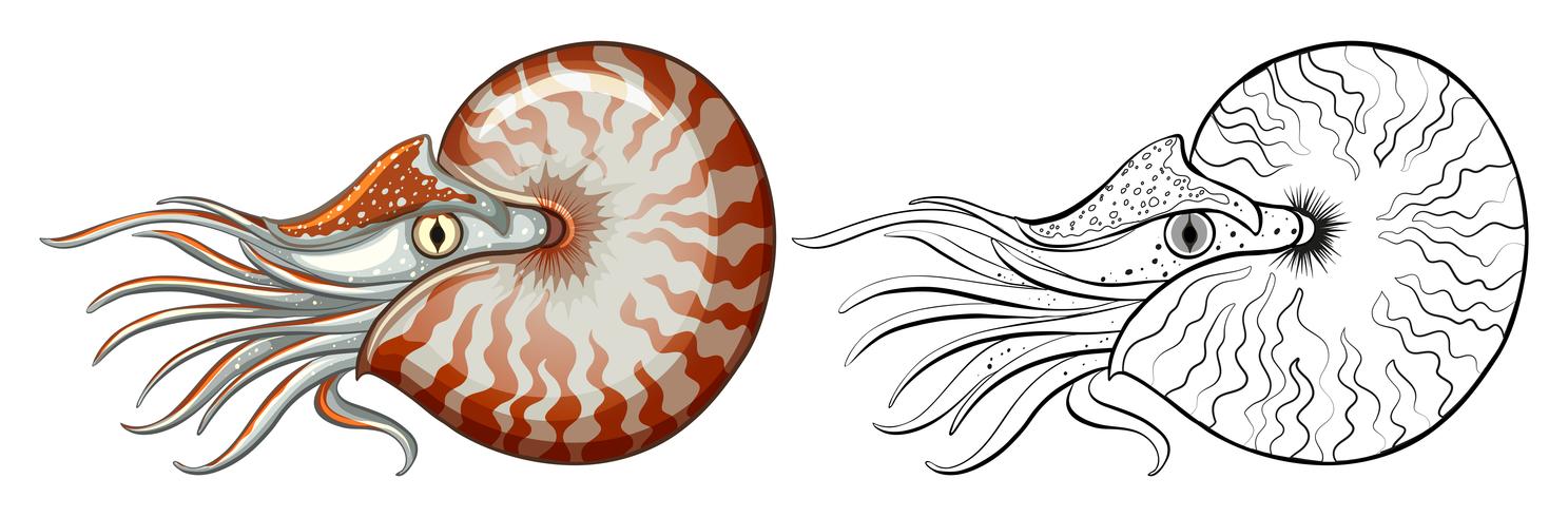 1487x490 Animal Outline For Nautilus Shell