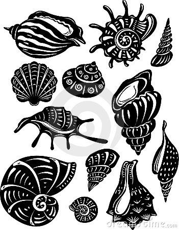 351x450 Nautilus Vector