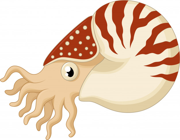 626x486 Cartoon Nautilus Vector Premium Download
