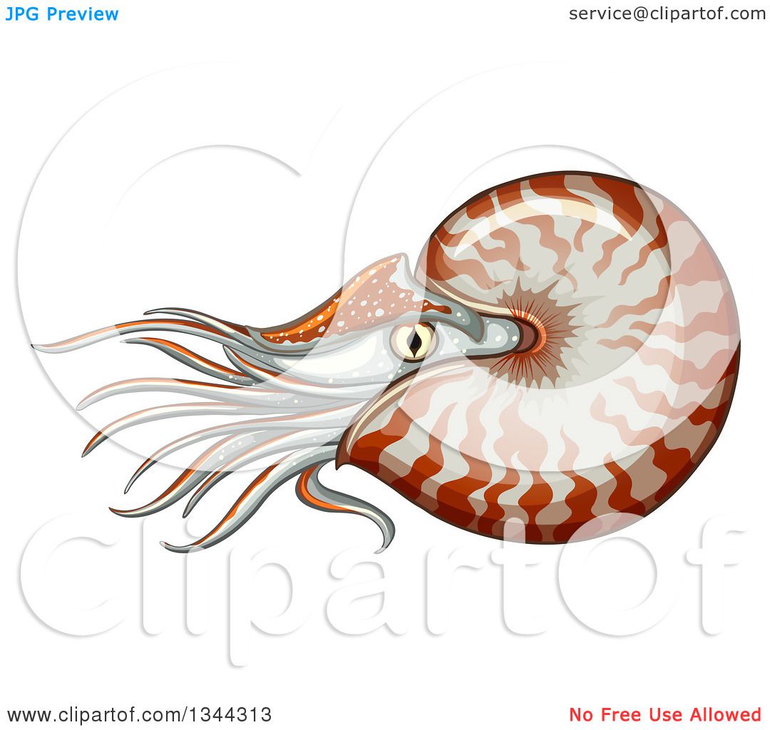 1080x1024 Clipart Of A Swimming Nautilus