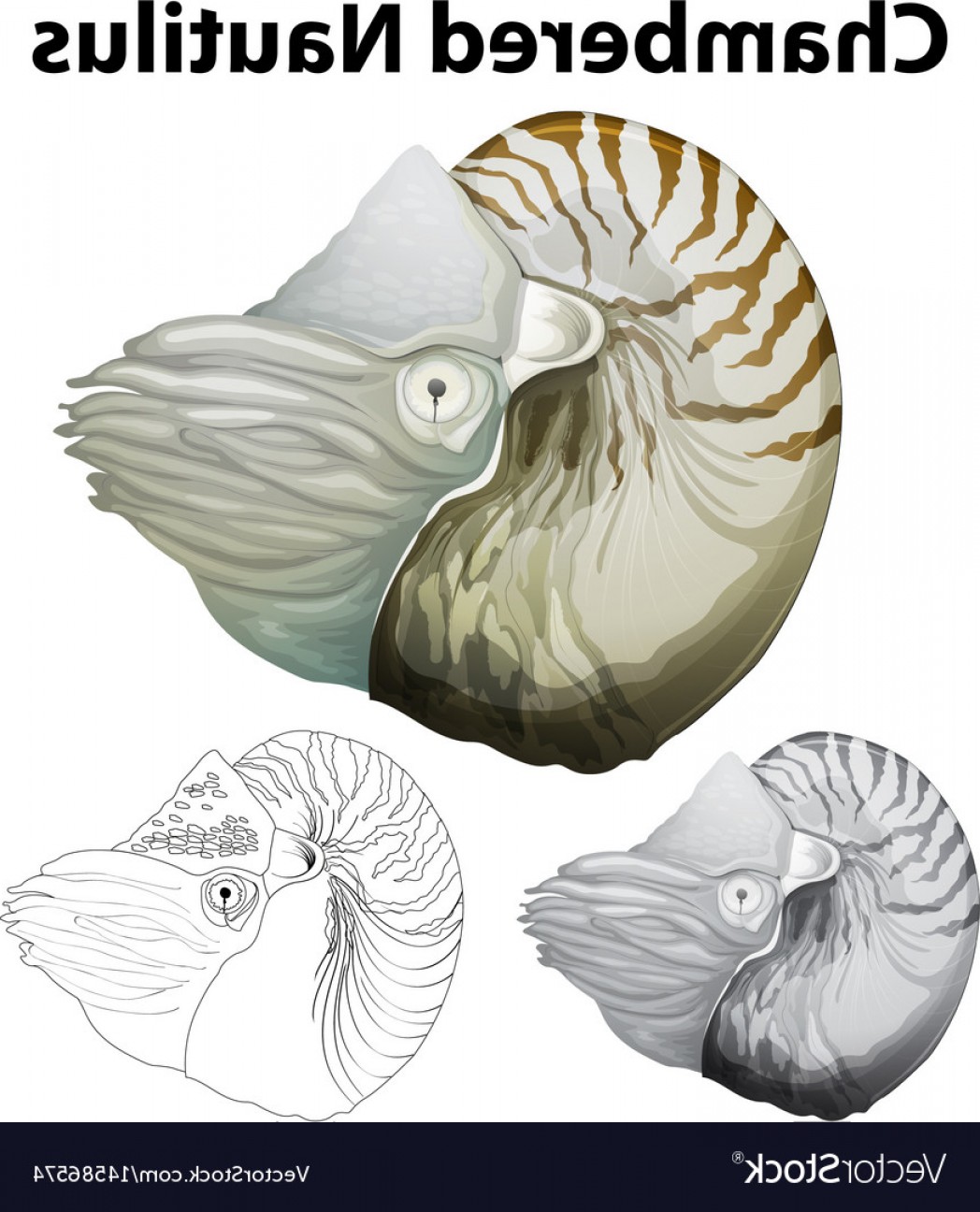 Doodle Character For Chambered Nautilus Vector Soidergi 1048x1296 Doodle Character For Chambered Nautilus Vector Soidergi